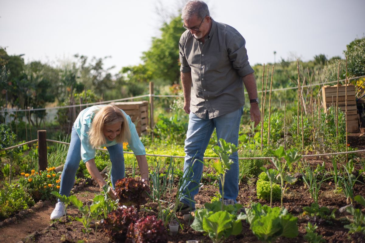 Senior couple harvesting leafy greens together in a garden